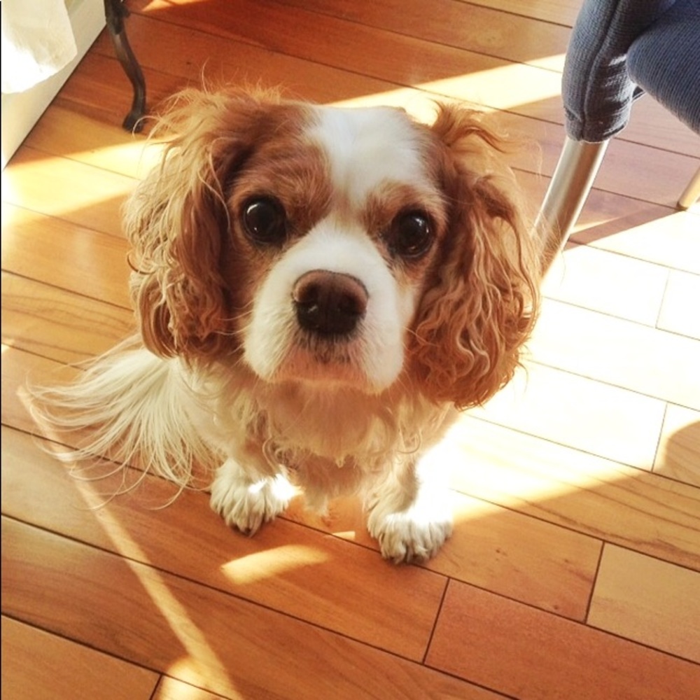 Meet your Posher, Sara